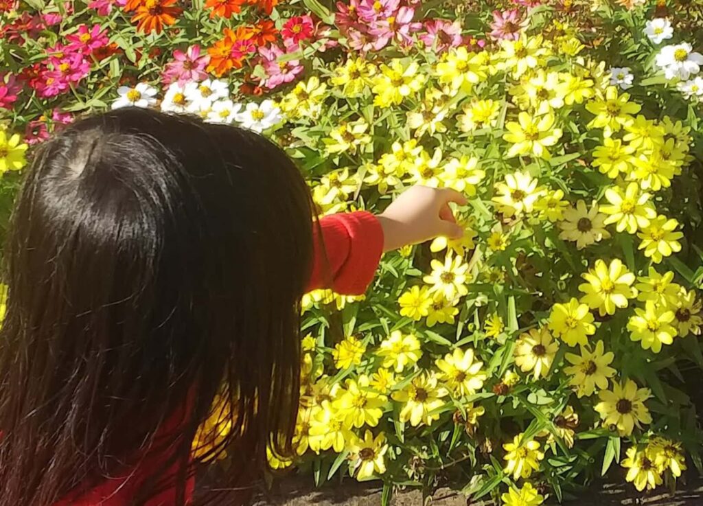 黄色い花に触ろうとする子ども