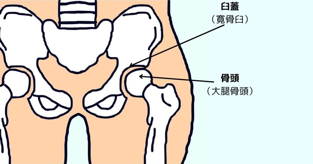 股関節の構造のイラスト。股関節は、大腿骨先端にある骨頭と呼ばれる球状の部分が、骨盤の臼蓋くぼみの部分にはまり込む構造になっている。