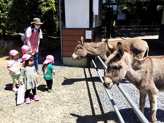 おうち保育園かしわぎのこどもたちが柵越しにポニーを見ている