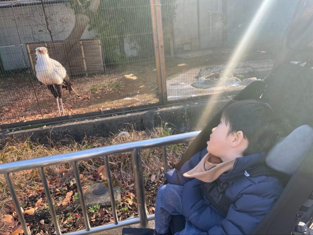 鳥を眺める男の子