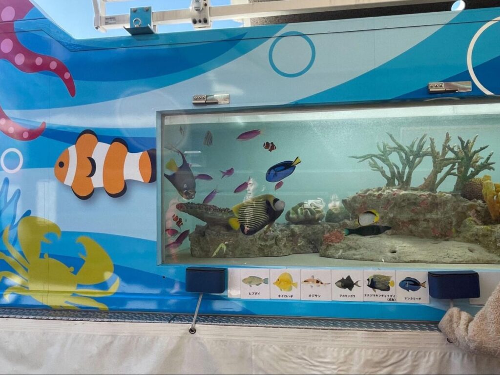 水槽の中の魚たち