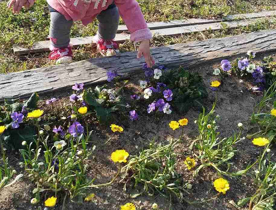 春の感覚統合遊び。女の子が花を触っている様子。花びらの柔らかさから触覚刺激を得ることができる