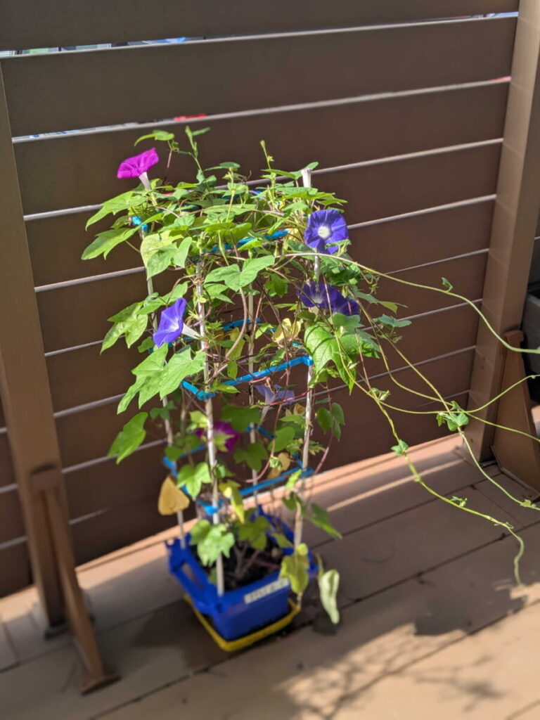 生活の授業でで育てた朝顔の鉢植え。花が咲いているところ朝顔の花が咲いた鉢植え