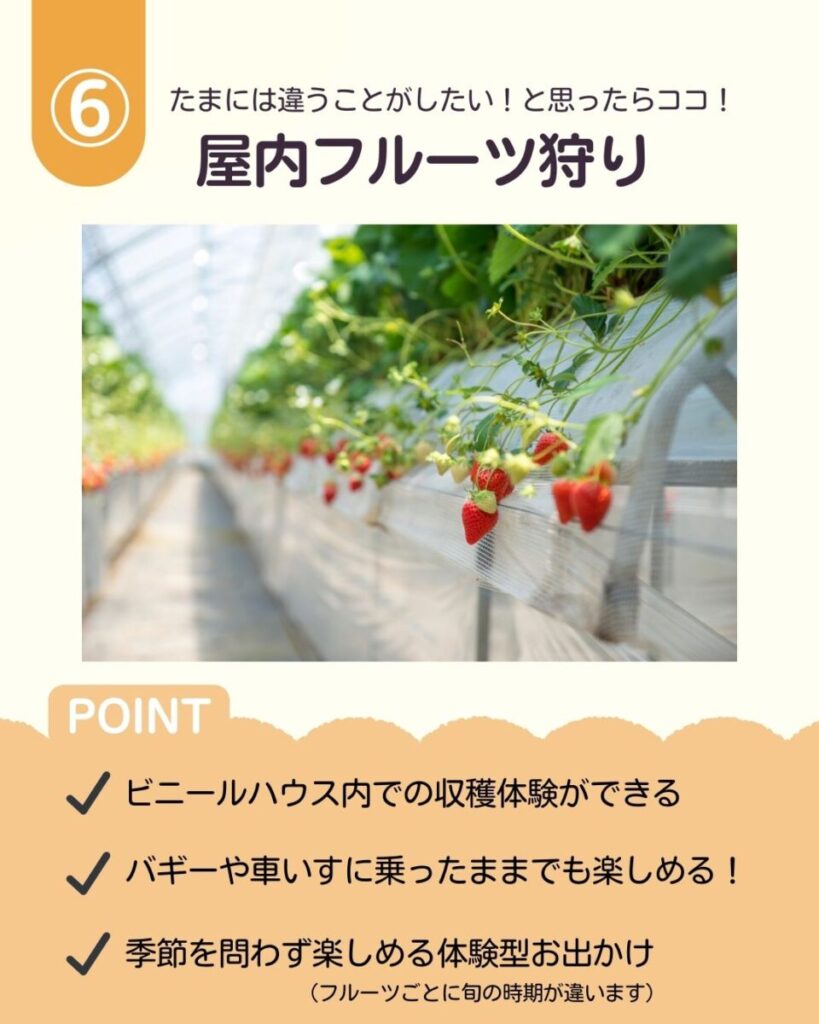 ビニールハウスの中でイチゴが栽培されている様子